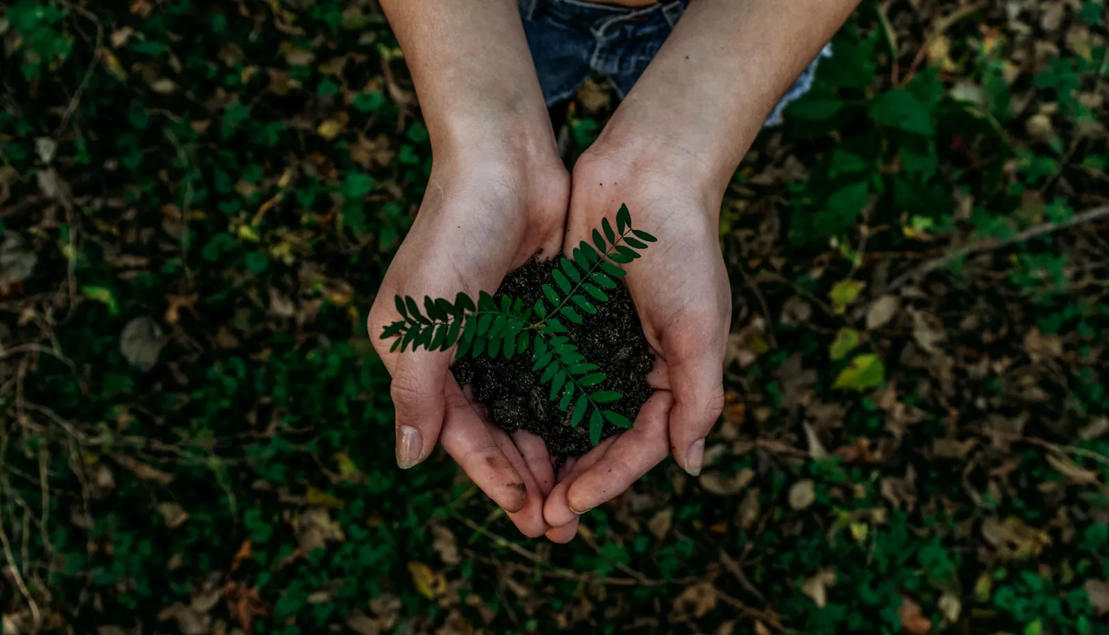 Eco-Friendly Pest Control in Johannesburg: What It Actually Means